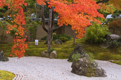 Japanese maple tree drapes over "islands" in a rock garden